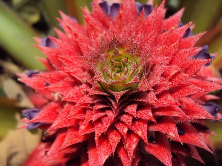 ananas cvetovi