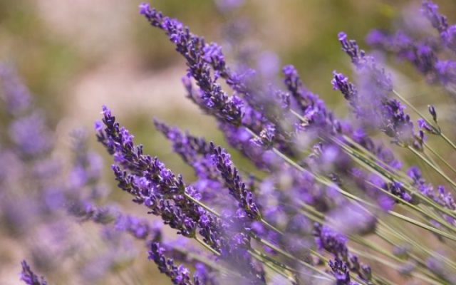 lavanda lekovito bilje