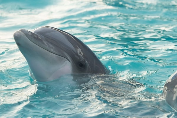 delfin kankun foto louan-garcia-Xsq5ie5f498-unsplash