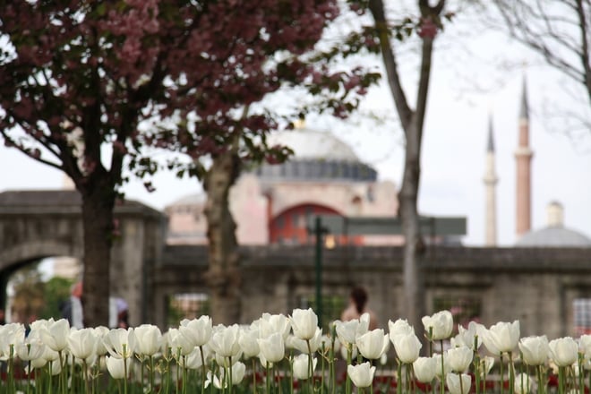 turska, lala, foto emre-ergen-cr0Zkieqkdw-unsplash