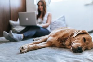 laptop, tech, tehnologija, pas, dosada foto bruno-emmanuelle-azsk_6IMT3I-unsplash
