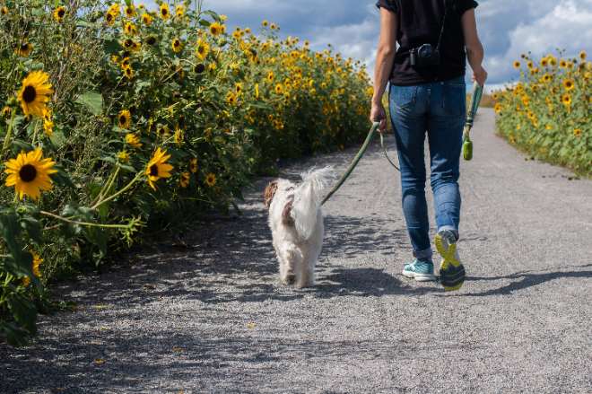 setanje psa, usvajanje psa, pas, udomljavanje psa Foto delphine-beausoleil-byFmFcBqPNY-unsplash